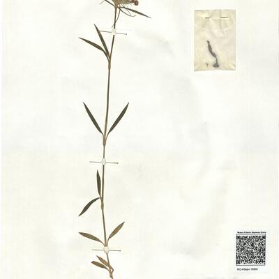 Dianthus barbatus L. subsp. barbatus -  RO-HSepv 16858 photo