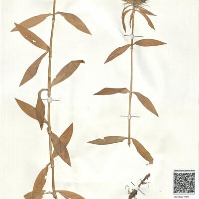 Dianthus barbatus L. subsp. barbatus -  RO-HSepv 17870 photo