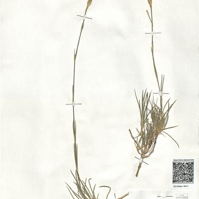 Dianthus broteri Boiss. & Reut. -  RO-HSepv 18913 photo