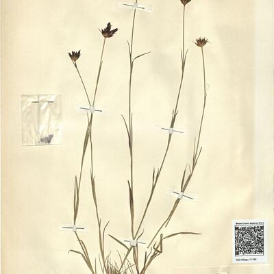 Dianthus carthusianorum L. subsp. carthusianorum  -  RO-HSepv 11165 photo