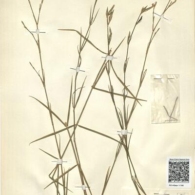 Dianthus ciliatus Guss. subsp. dalmaticus (Čelak.) Hayek -  RO-HSepv 11166 photo