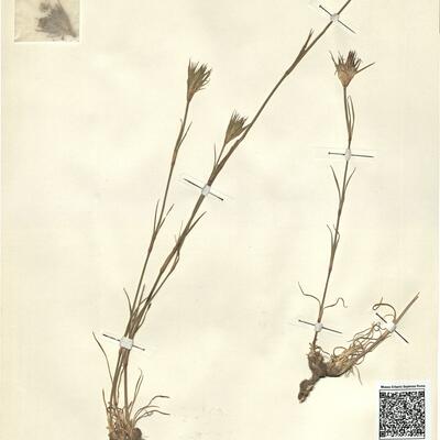 Dianthus crassipes R. Roem. -  RO-HSepv 13000 photo