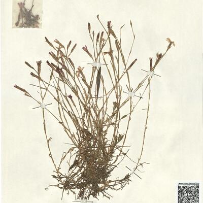 Dianthus deltoides L. -  RO-HSepv 13001 photo