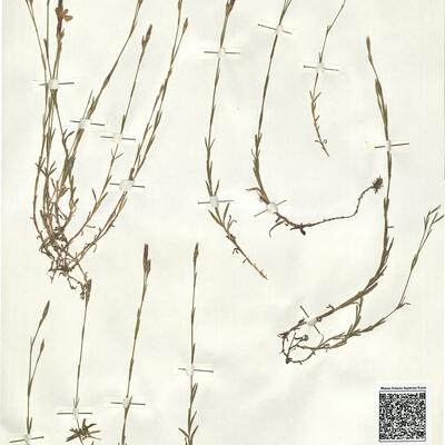 Dianthus deltoides L. -  RO-HSepv 15958 photo