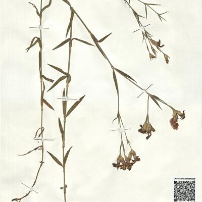 Dianthus fischeri Spreng. -  RO-HSepv 17871 photo