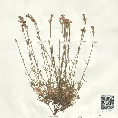 Dianthus graniticus Jord. -  RO-HSepv 14968 photo