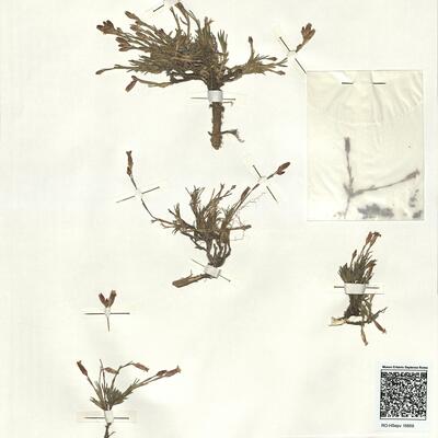 Dianthus gredensis Pau ex Caball. -  RO-HSepv 16859 photo