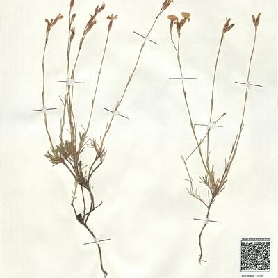 Dianthus langeanus Willk. -  RO-HSepv 17873 photo