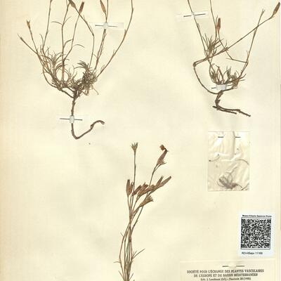 Dianthus laricifolius Boiss. & Reut. -  RO-HSepv 11168 photo