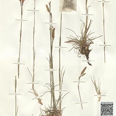 Dianthus morisianus Valsecchi -  RO-HSepv 13985 photo