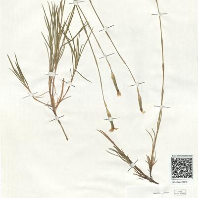 Dianthus multiaffinis Pau -  RO-HSepv 18916 photo