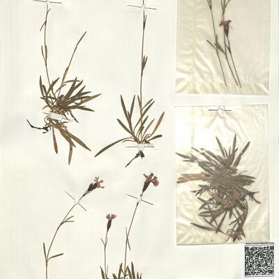 Dianthus nitidus Waldst. & Kit. -  RO-HSepv 13987 photo