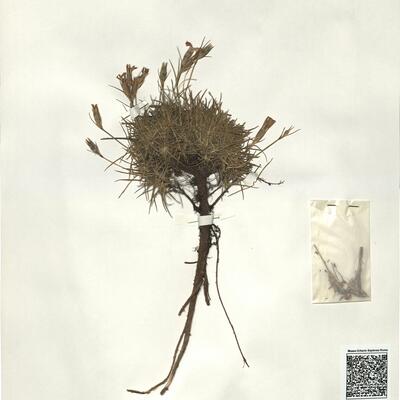 Dianthus pavonius Tausch -  RO-HSepv 15961 photo