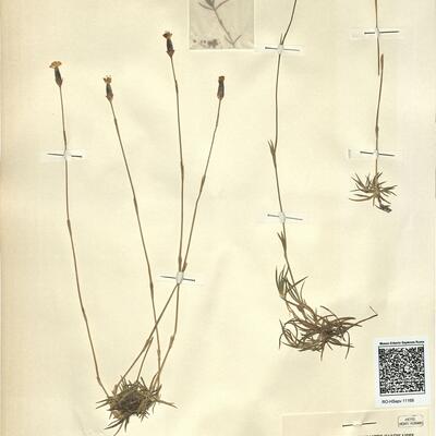 Dianthus petraeus Waldst. & Kit. subsp. minutiflorus (Halácsy) Greuter & Burdet -  RO-HSepv 11169 photo