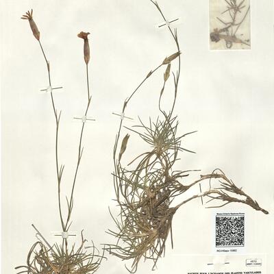 Dianthus pungens L. subsp. hispanicus (Asso) O. Bolós & Vigo -  RO-HSepv 15962 photo
