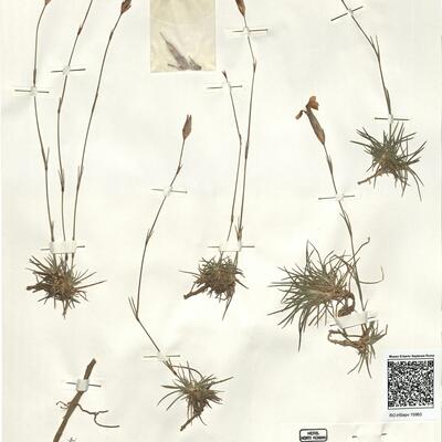 Dianthus pungens L. subsp. hispanicus (Asso) O. Bolós & Vigo -  RO-HSepv 15963 photo