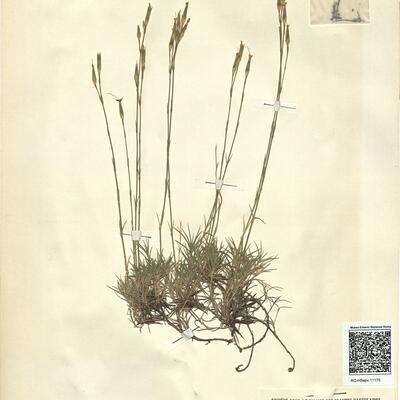 Dianthus pyrenaicus Pourr. subsp. pyrenaicus -  RO-HSepv 11170 photo