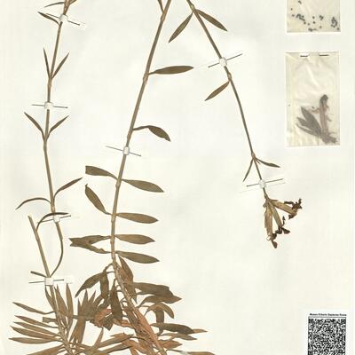 Dianthus rupicola Biv. -  RO-HSepv 13988 photo