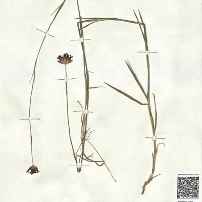 Dianthus sanguineus Vis.  -  RO-HSepv 17874 photo