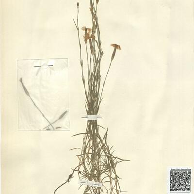 Dianthus serotinus Waldst. & Kit. -  RO-HSepv 12104 photo