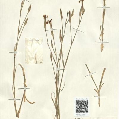 Dianthus serrulatus Desf. subsp. macranthus Maire -  RO-HSepv 13003 photo