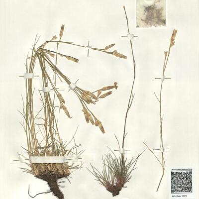 Dianthus sylvestris Wulfen subsp. longicaulis (Ten.) Greuter & Burdet -  RO-HSepv 14970 photo