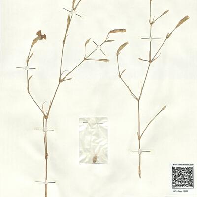 Dianthus zonatus Fenzl var. zonatus  -  RO-HSepv 16862 photo