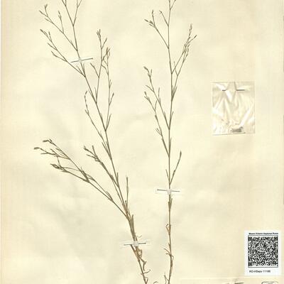 Petrorhagia illyrica (L.) P.W. Ball & Heywood -  RO-HSepv 11188 photo