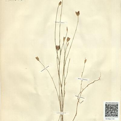 Petrorhagia prolifera (L.) P.W. Ball & Heywood -  RO-HSepv 11191 photo