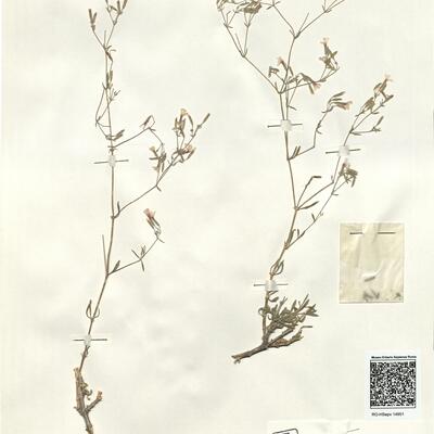 Allochrusa versicolor (Fisch. & Mey.) Boiss.  -  RO-HSepv 14951 photo