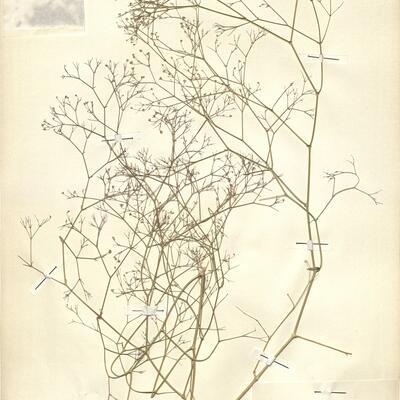 Gypsophila arrostii Guss. subsp. nebulosa (Boiss. & Heldr.) Greuter & Burdet -  RO-HSepv 11171 photo