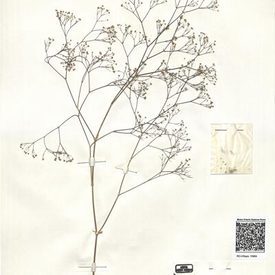 Gypsophila arrostii Guss. subsp. nebulosa (Boiss. & Heldr.) Greuter & Burdet -  RO-HSepv 15964 photo