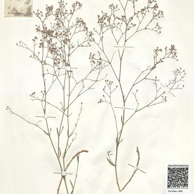 Gypsophila aucheri Boiss. -  RO-HSepv 13990 photo