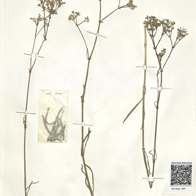 Gypsophila fastigiata L. subsp. arenaria (Waldst. & Kit. ex Willd.) Domin -  RO-HSepv 13991 photo