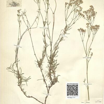 Gypsophila hispanica Willk. -  RO-HSepv 11177 photo