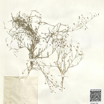 Gypsophila muralis L. -  RO-HSepv 13992 photo