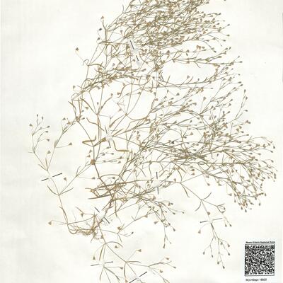 Gypsophila muralis L. -  RO-HSepv 18920 photo