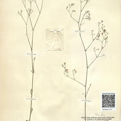 Gypsophila pallida Stapf -  RO-HSepv 11179 photo