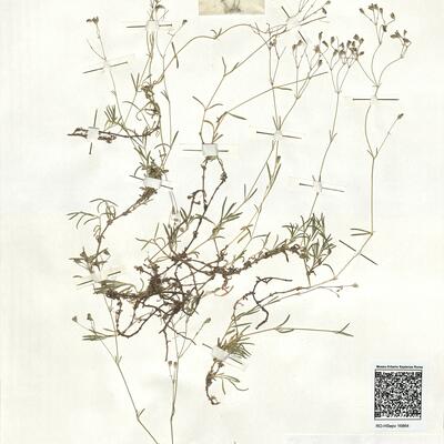 Gypsophila repens L.  -  RO-HSepv 16864 photo