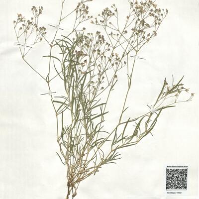 Gypsophila repens L.  -  RO-HSepv 18922 photo
