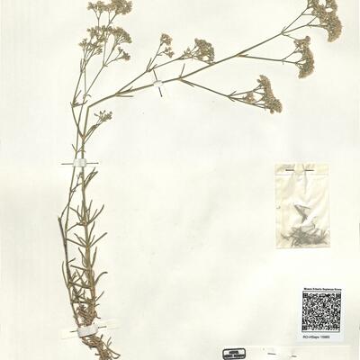 Gypsophila struthium L. subsp. hispanica (Willk.) G. López -  RO-HSepv 15965 photo