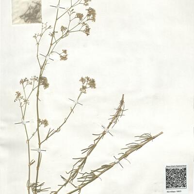 Gypsophila struthium L. subsp. hispanica (Willk.) G. López  -  RO-HSepv 18923 photo