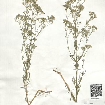 Gypsophila struthium L. subsp. hispanica (Willk.) G. López  -  RO-HSepv 18925 photo