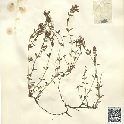 Saponaria ocymoides L. -  RO-HSepv 12124 photo