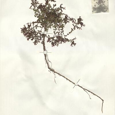 Saponaria ocymoides L. -  RO-HSepv 14983 photo