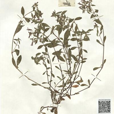 Saponaria ocymoides L. subsp. ocymoides -  RO-HSepv 16872 photo