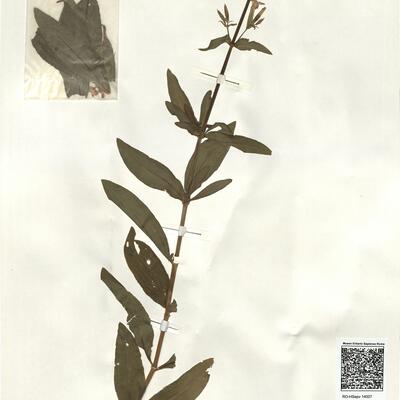Saponaria officinalis L. -  RO-HSepv 14007 photo