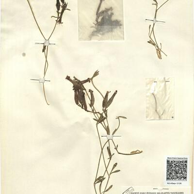 Saponaria sicula Rafin.  -  RO-HSepv 12126 photo