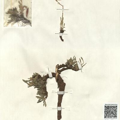 Saponaria sicula Rafin. subsp. intermedia (Simml.) Chater -  RO-HSepv 13021 photo