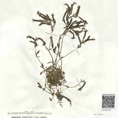 Saponaria sicula Rafin. subsp. sicula  -  RO-HSepv 16873 photo